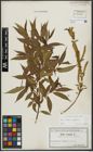 Foto von Salix alba L. x Salix fragilis L.